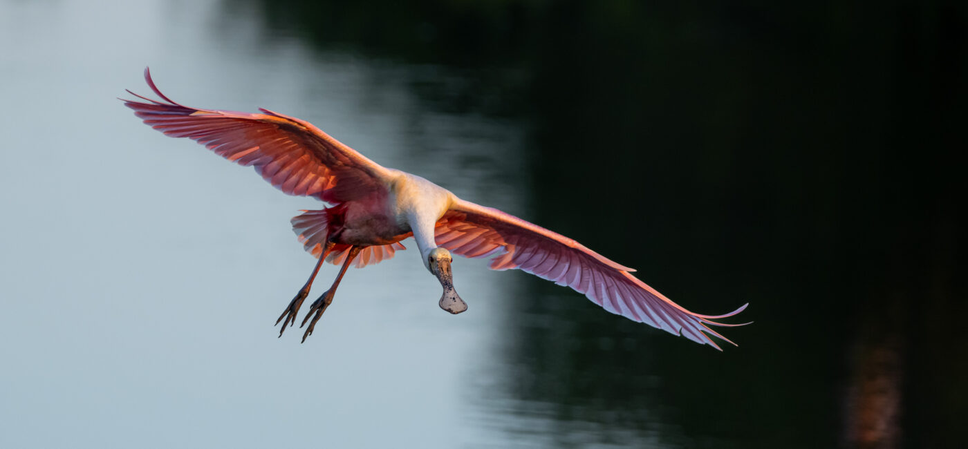 Roseatte Spoonbill