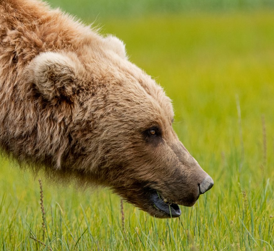 Alaska’s Brown Bears - Bob Gibson Photography